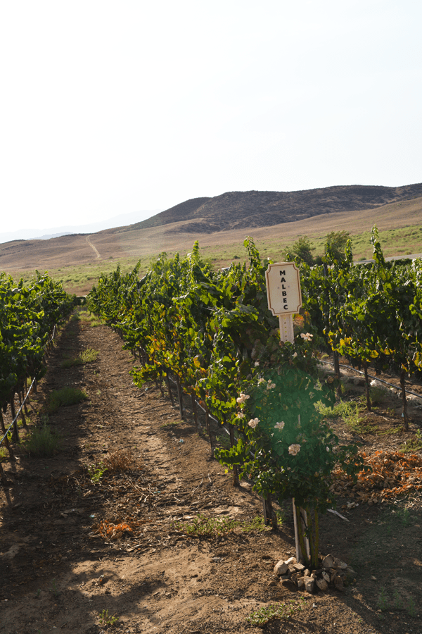 Gorgeous view at Doffo Winery. #temecula