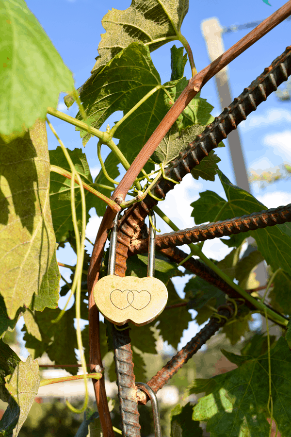 Love locks at Doffo Winery. You can purchase these locks to put in the vineyard for special occasions like proposals and anniversaries! #temecula