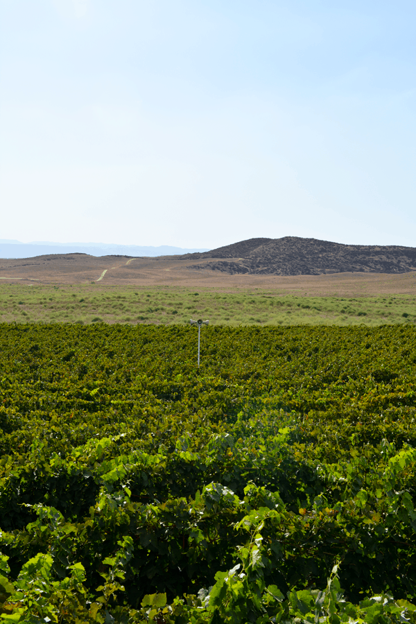 Classical music is played to the grapes at Doffo Winery. #Temecula