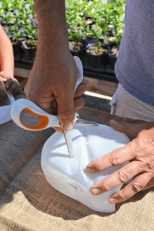 Cut holes in the bottom of your plastic milk jug to make it in to a planter. 