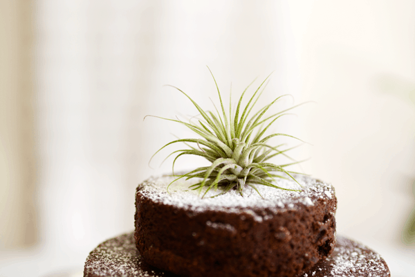 A brownie birthday cake idea topped with an air plant.