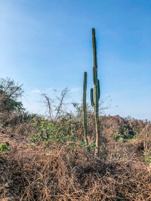 A cactus on a small hill with blue skies behind it. 